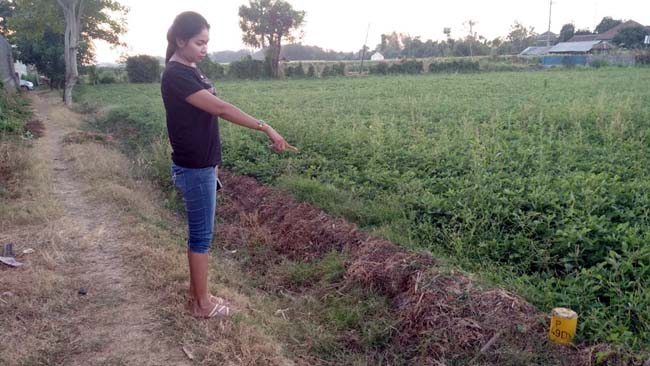 DITUNJUKKAN: Patok Tol warna kuning yang terpasang di sawah milik Djuhari warga Desa Paowan, Kecamatan Panarukan, Kabupaten Situbondo. (im)