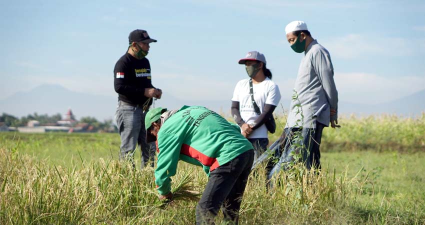 Generasi Milenial Situbondo Bertani Shorgum