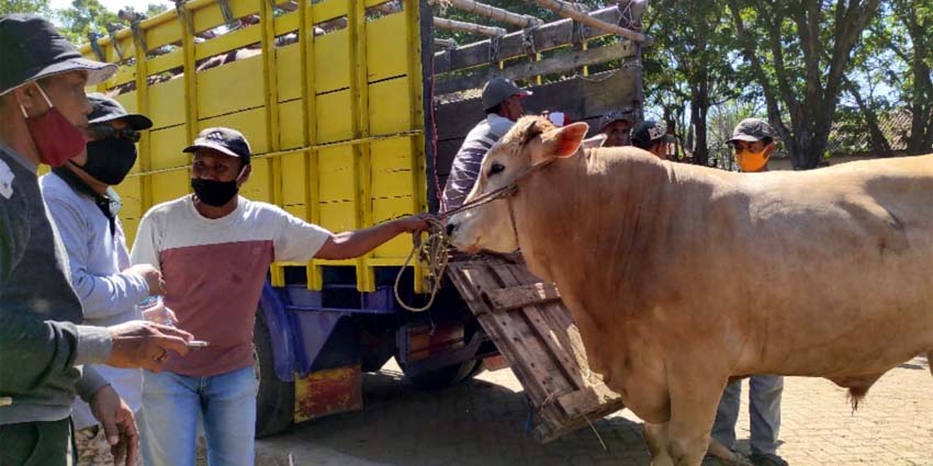 Wabup Situbondo Imbau Terapkan Protokol Covid-19 di Pasar Hewan Sumberkolak Panarukan