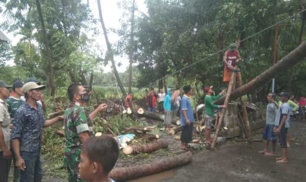 Diguyur Hujan Deras Disertai Angin Kencang, Pohon Trembesi Timpa Rumah Warga