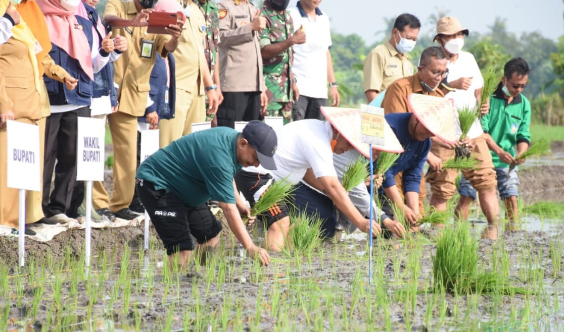 Bupati Situbondo Uji Coba Benih Padi Calon Varietas Unggul Baru bernama BK Situbondo