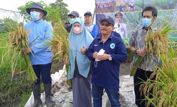 Bupati Situbondo bersama Tim Badan Litbang Kementan Gelar Panen Perdana Varietas Padi BK