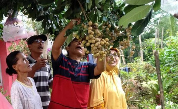 Ngabuburit di Kebun Kelengkeng Panarukan Situbondo, Bisa Langsung Petik untuk Buka Puasa