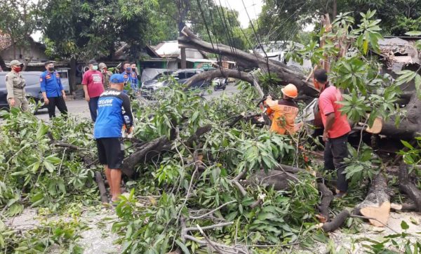 Pohon Mangga Tumbang, Becak dan Pos Kamling di Besuki Situbondo Tertimpa