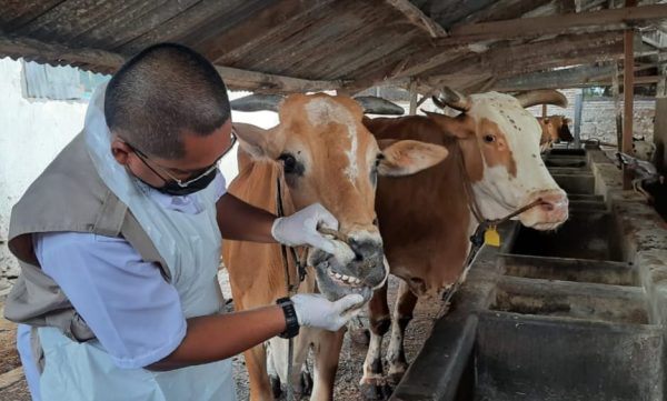 Pemkab Situbondo Mulai Batasi Penerimaan Hewan Ternak dari Luar Daerah