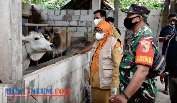 3 Ribu Lebih Sapi di Situbondo Bakal Disasar Vaksin PMK