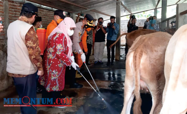 Putus Penyebaran PMK, Wabup Situbondo Pimpin Penyemprotan Disinfektan Serentak di 132 Desa