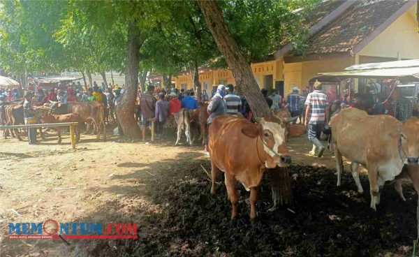 Darurat PMK, Disnakkan Situbondo Tutup Sementara Tiga Pasar Hewan