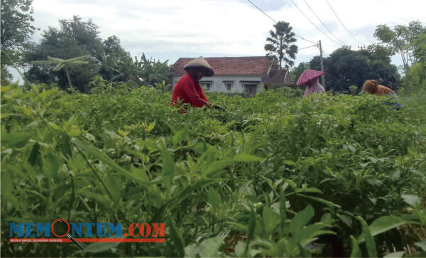 Harga Cabai Tinggi, Petani Kandang Situbondo Bersyukur