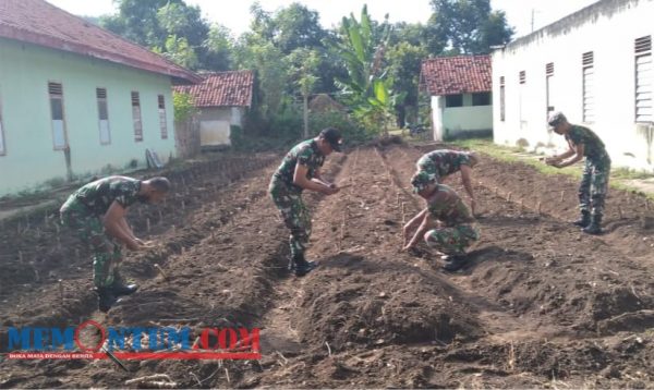 Gerakan Budidaya Pangan Lokal, Personil Kodim Situbondo Optimalkan Lahan Tidur