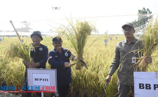 Panen Padi Calon Varietas Unggul Baru, Bupati Situbondo Ceritakan Rencana Uji Coba Akhir Sebelum Diproduksi Massal