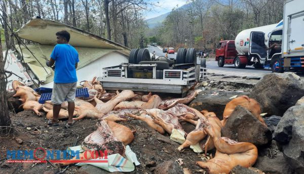 Angkut Delapan Ton Daging Babi, Truk Box Alami Laka Tunggal di Jalur Pantura Hutan Baluran Situbondo