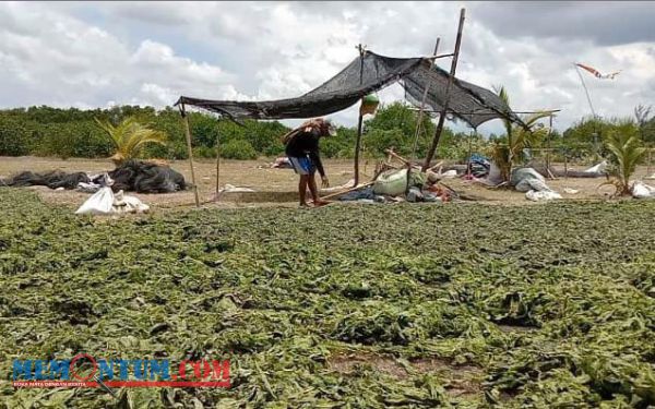 Kampung Pencari Lumut Laut Peleyan Situbondo, Tanpa Modal bisa Hasilkan Cukup Uang