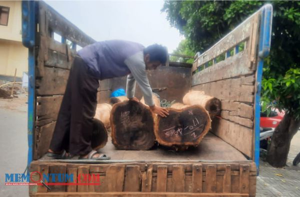 Polres Situbondo Gagalkan Pencurian 11 Gelondong Kayu Sonokeling