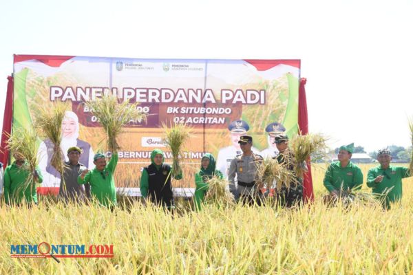 Gubernur Jatim bersama Bupati Karna Lakukan Panen Perdana Padi Varietas Baru BK Situbondo